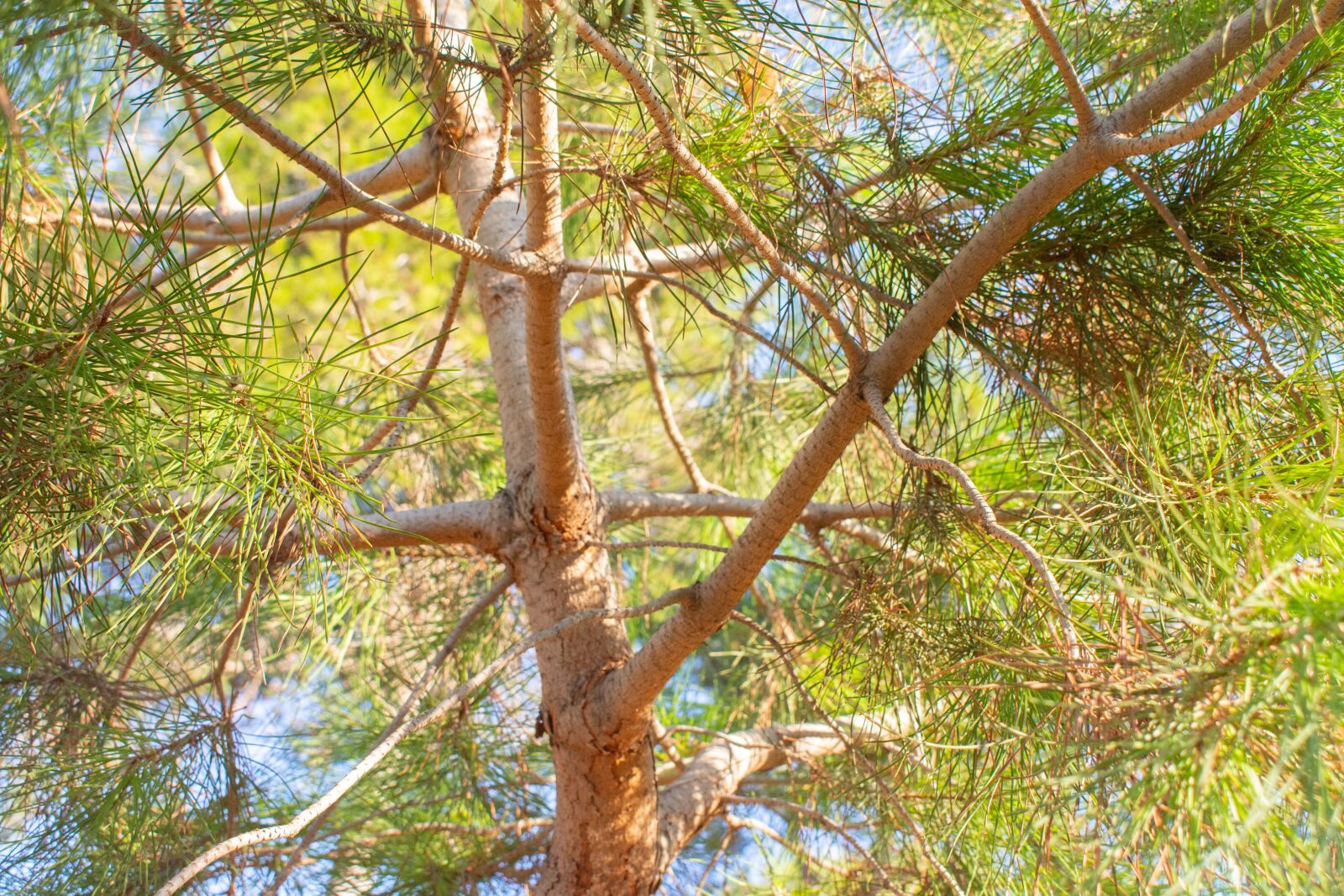 Nikon D7200 sample photo. Needles, spruce, green photography