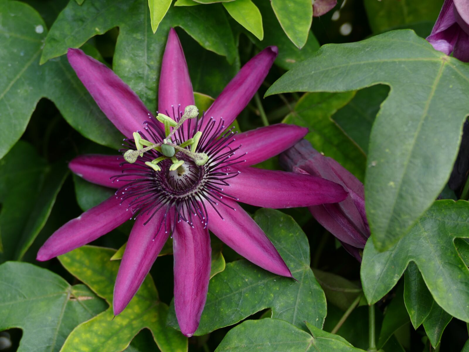 Panasonic Lumix DMC-FZ1000 sample photo. Passion flower, tropical, purple photography