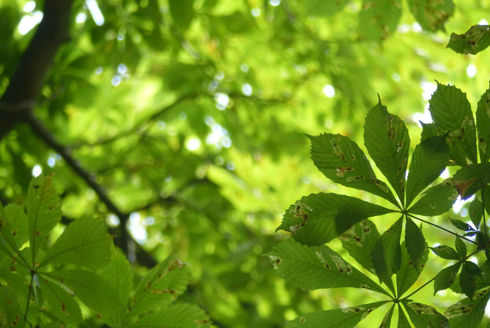 Panasonic Lumix DMC-FZ200 sample photo. Nature, tree, leaves photography