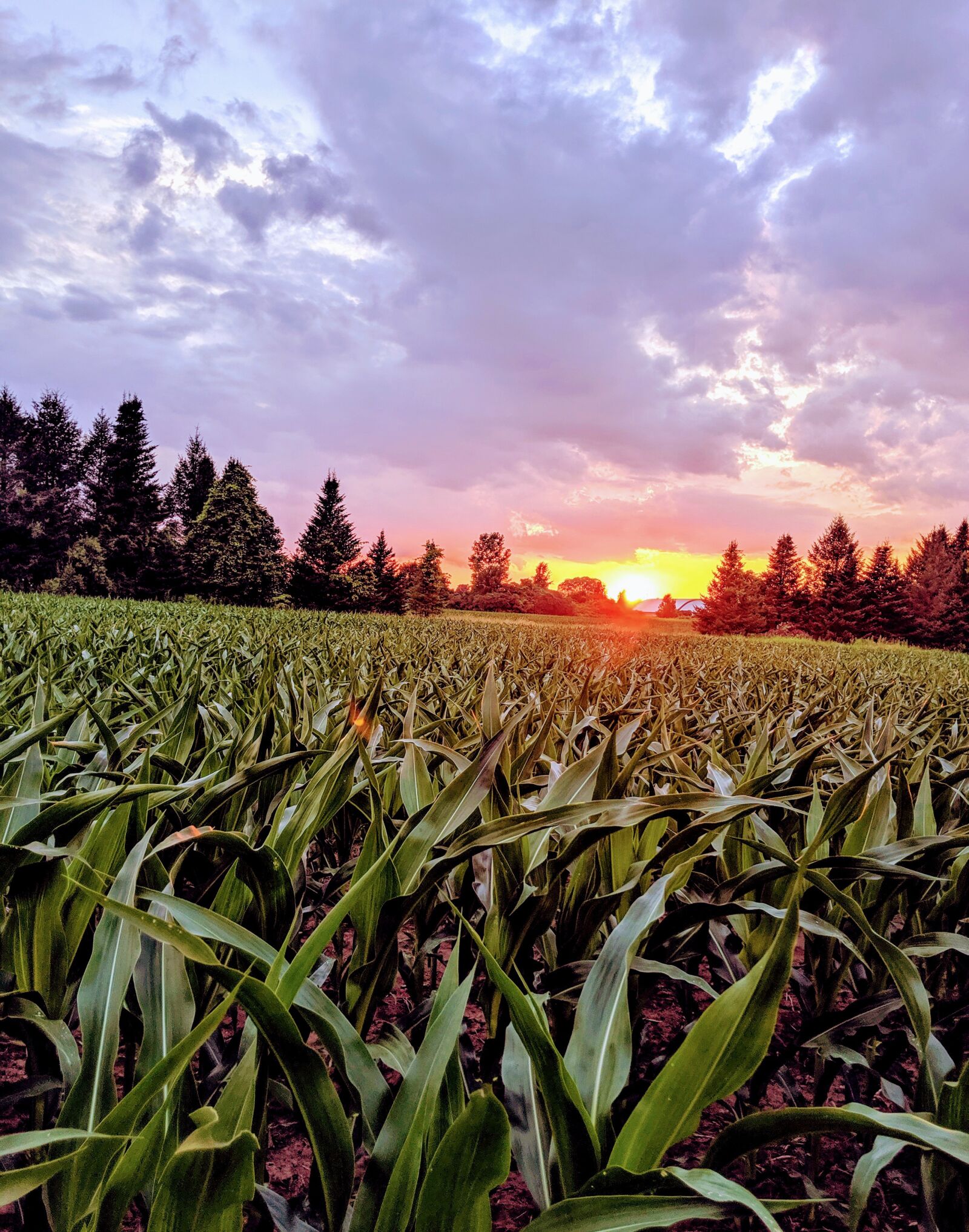 Google Pixel 3 sample photo. Corn field, sunset, agriculture photography