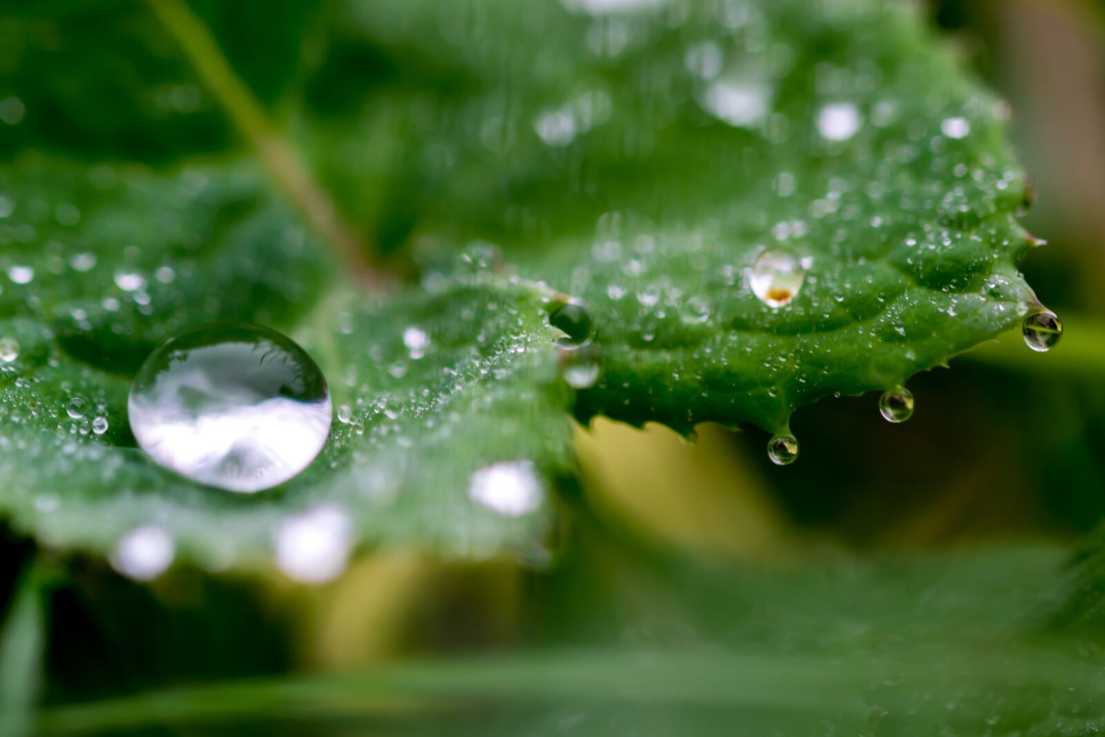 Nikon D3100 sample photo. Drop of water, water photography