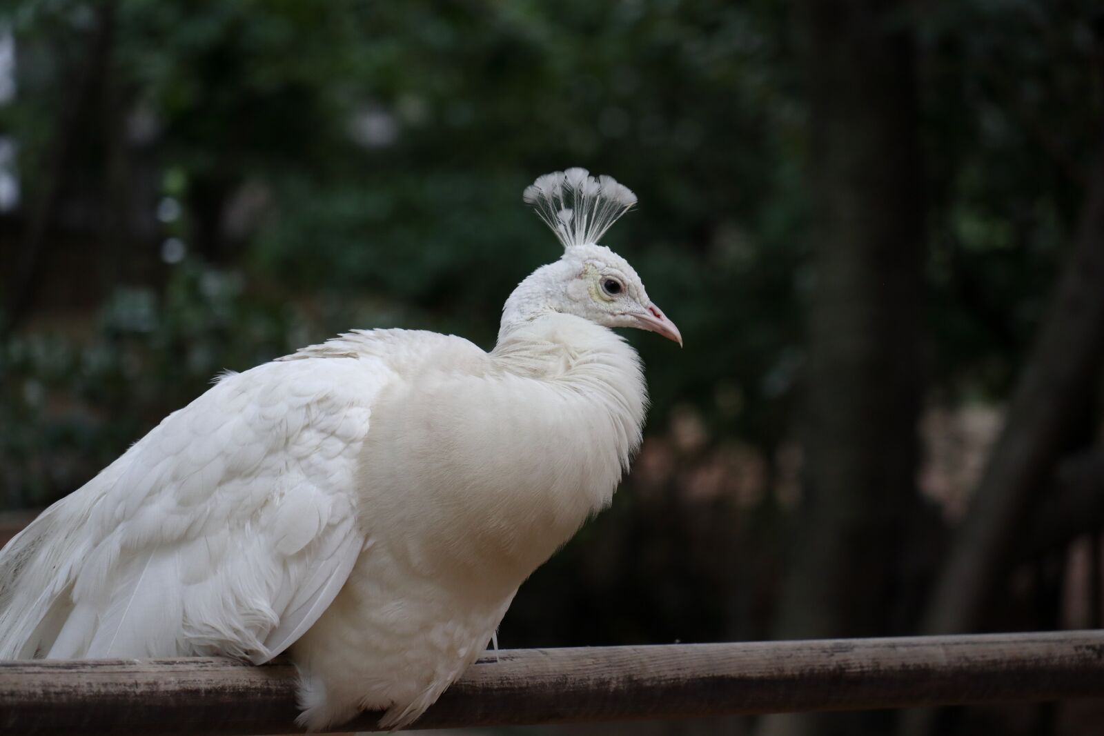 Canon EOS M6 sample photo. Bird, peacock, feather photography