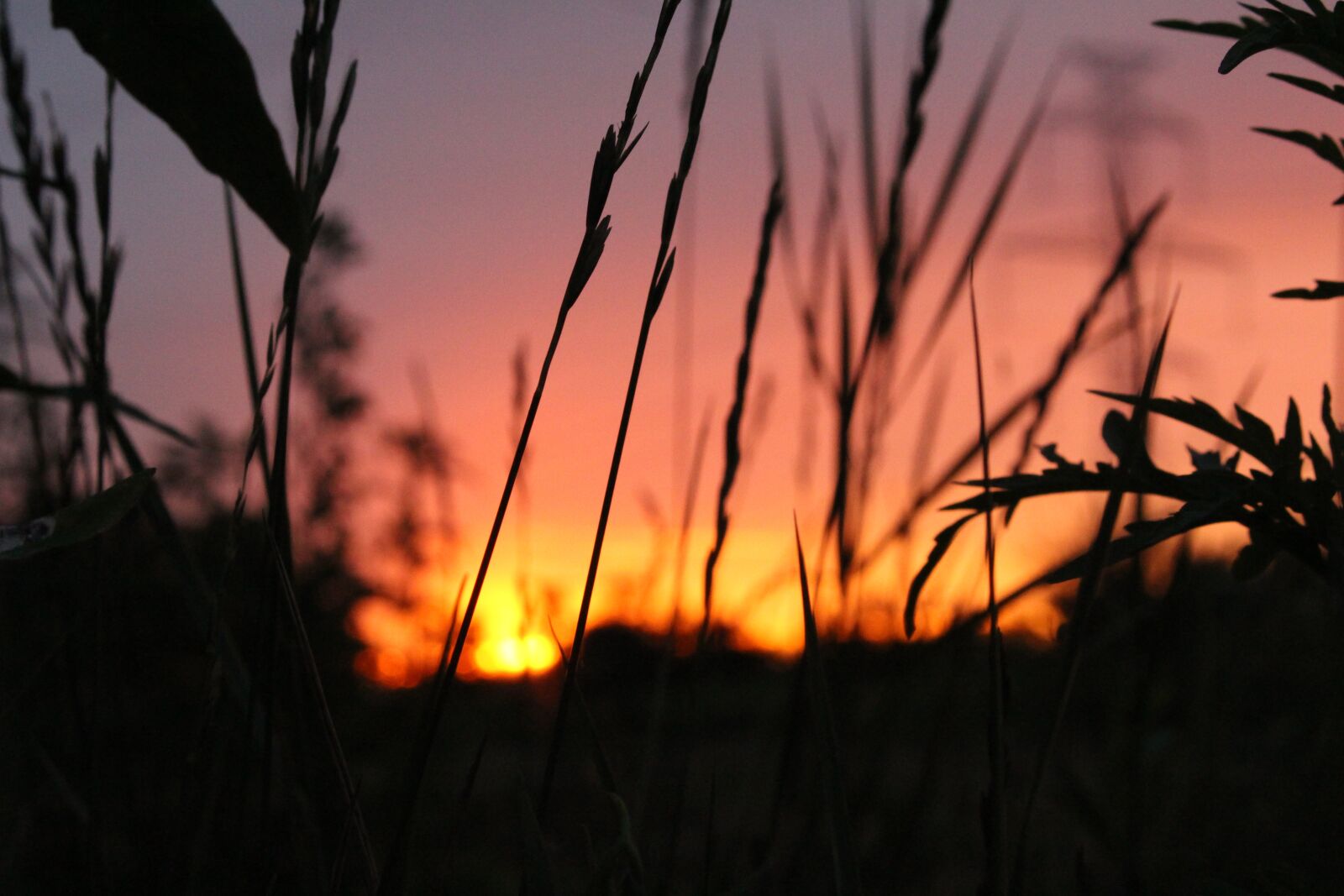 Canon EOS 700D (EOS Rebel T5i / EOS Kiss X7i) sample photo. Nature, blur, background photography