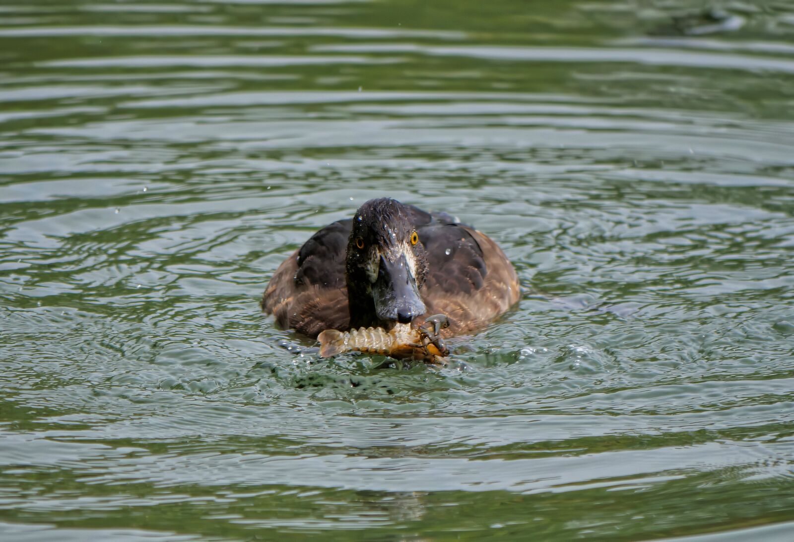 Panasonic Lumix DC-G9 sample photo. Duck, duck on the photography