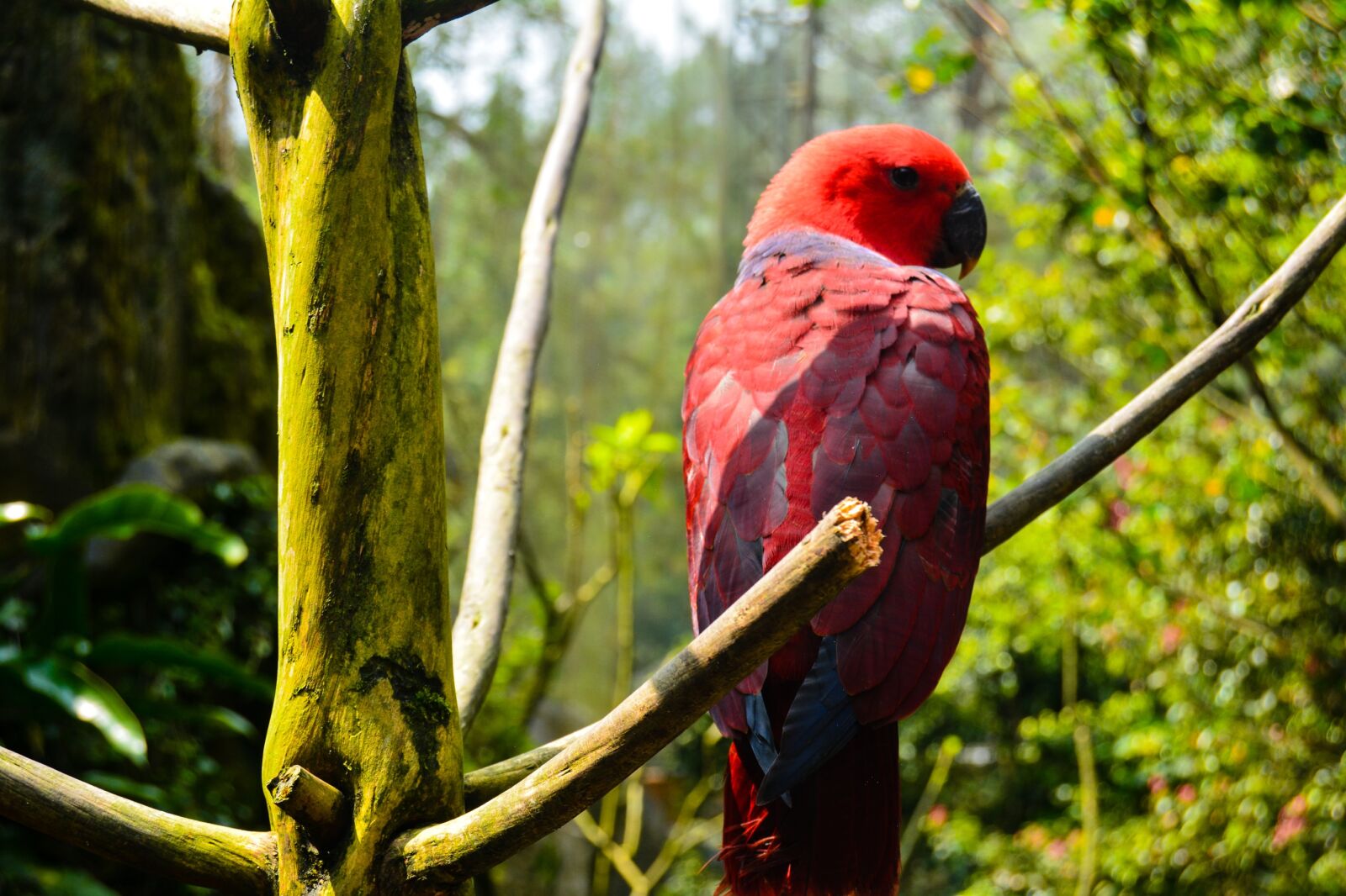 Nikon D5200 sample photo. Bird, indonesian, garden photography