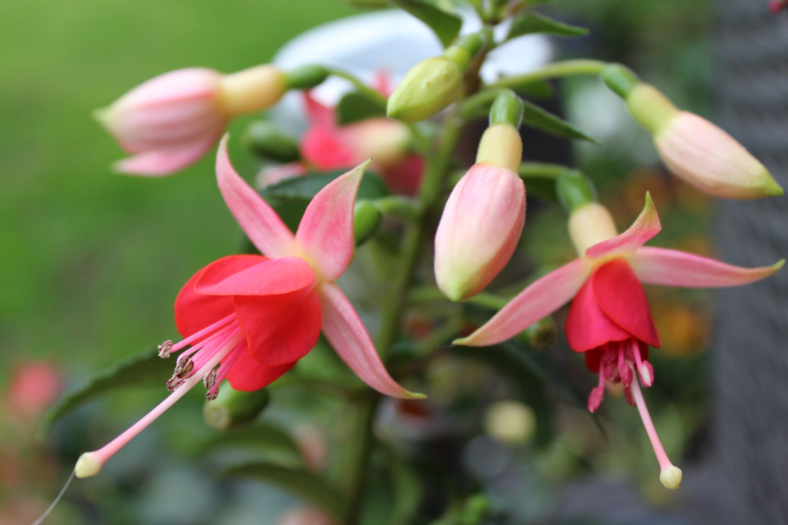 Canon EOS 1300D (EOS Rebel T6 / EOS Kiss X80) sample photo. Flower, nature, blossom photography