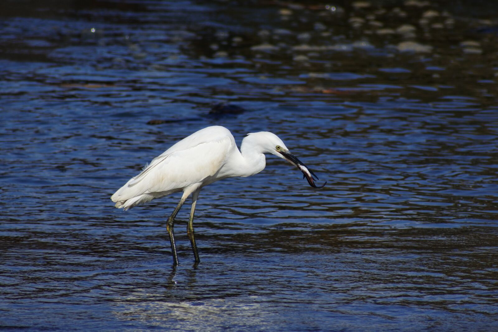 VR 70-300mm f/4.5-6.3G sample photo. Animal, sea, river photography