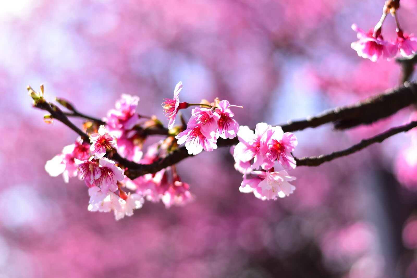 Nikon D750 sample photo. Plant, flower, cherry blossom photography