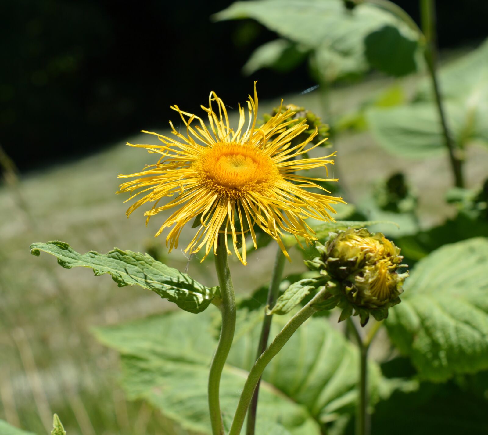 Nikon D3200 sample photo. Inula, big elecampane, inula photography