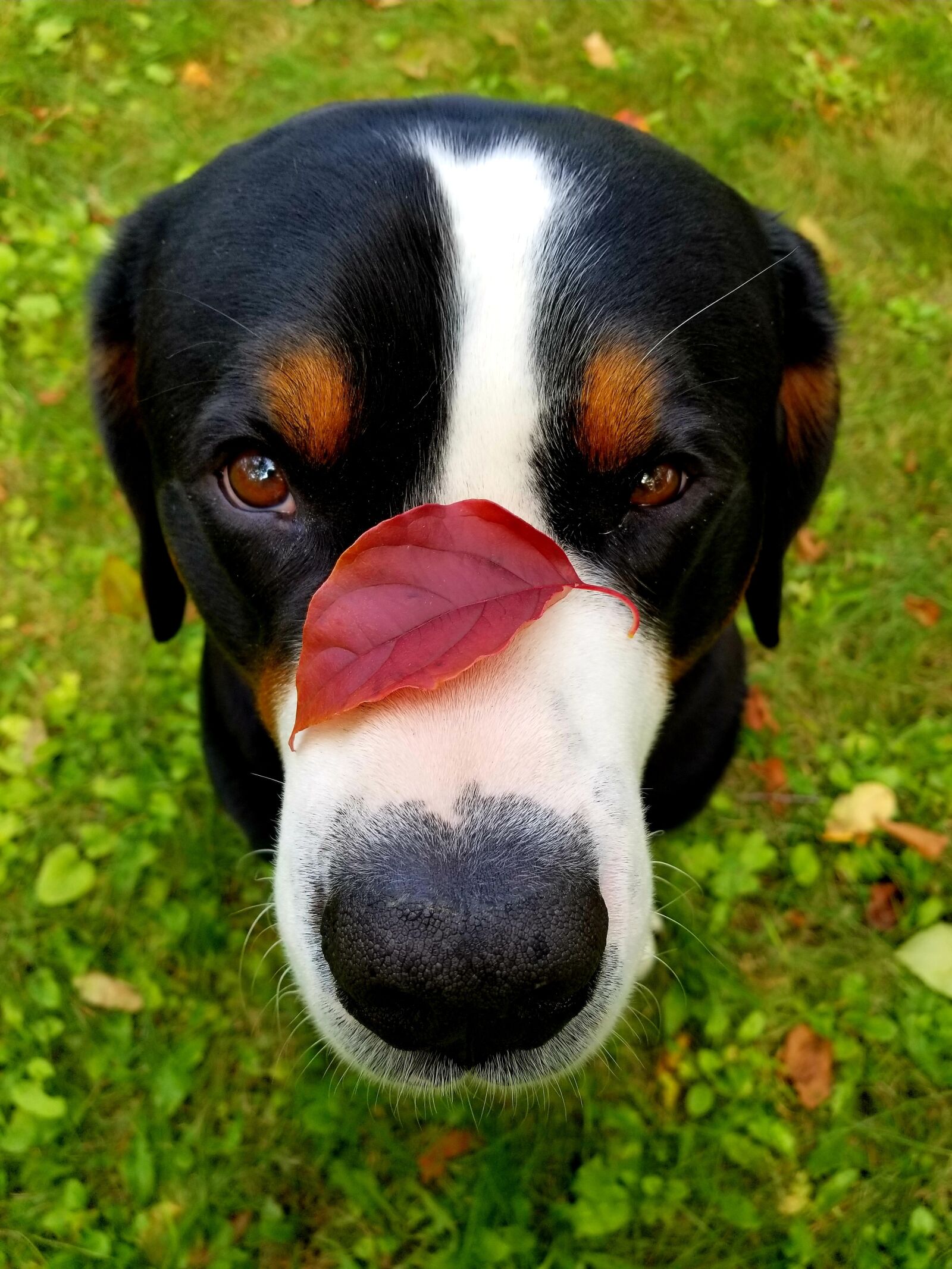 Samsung Galaxy S8+ sample photo. Dog, leaf, nose photography