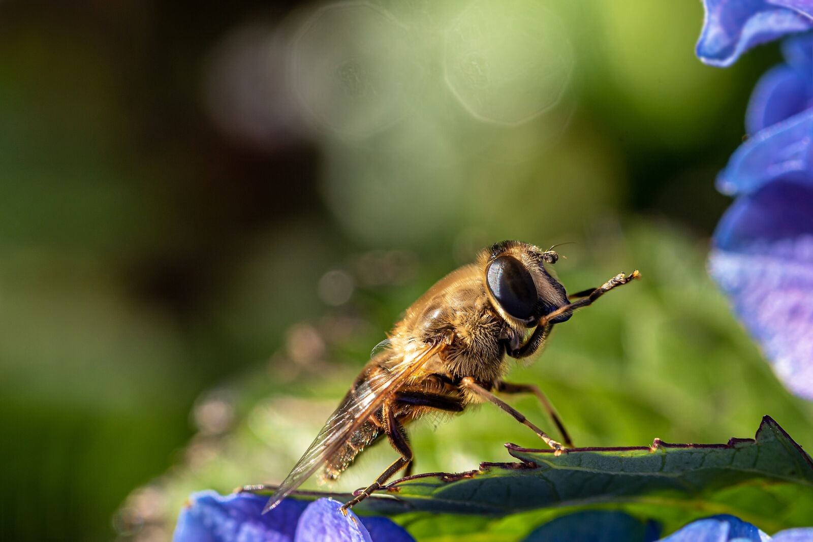 Canon EOS 750D (EOS Rebel T6i / EOS Kiss X8i) sample photo. Mist bee, mud bee photography