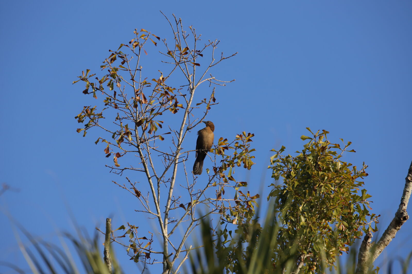 Canon EOS 6D Mark II sample photo