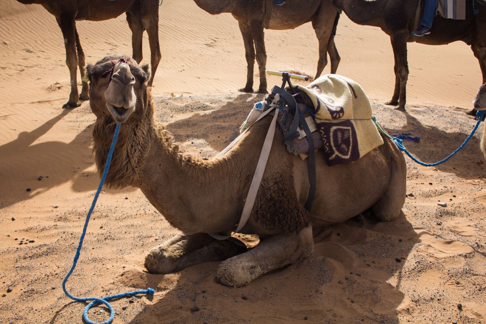 Canon EOS 1200D (EOS Rebel T5 / EOS Kiss X70 / EOS Hi) sample photo. Dromedary, desert, camel photography