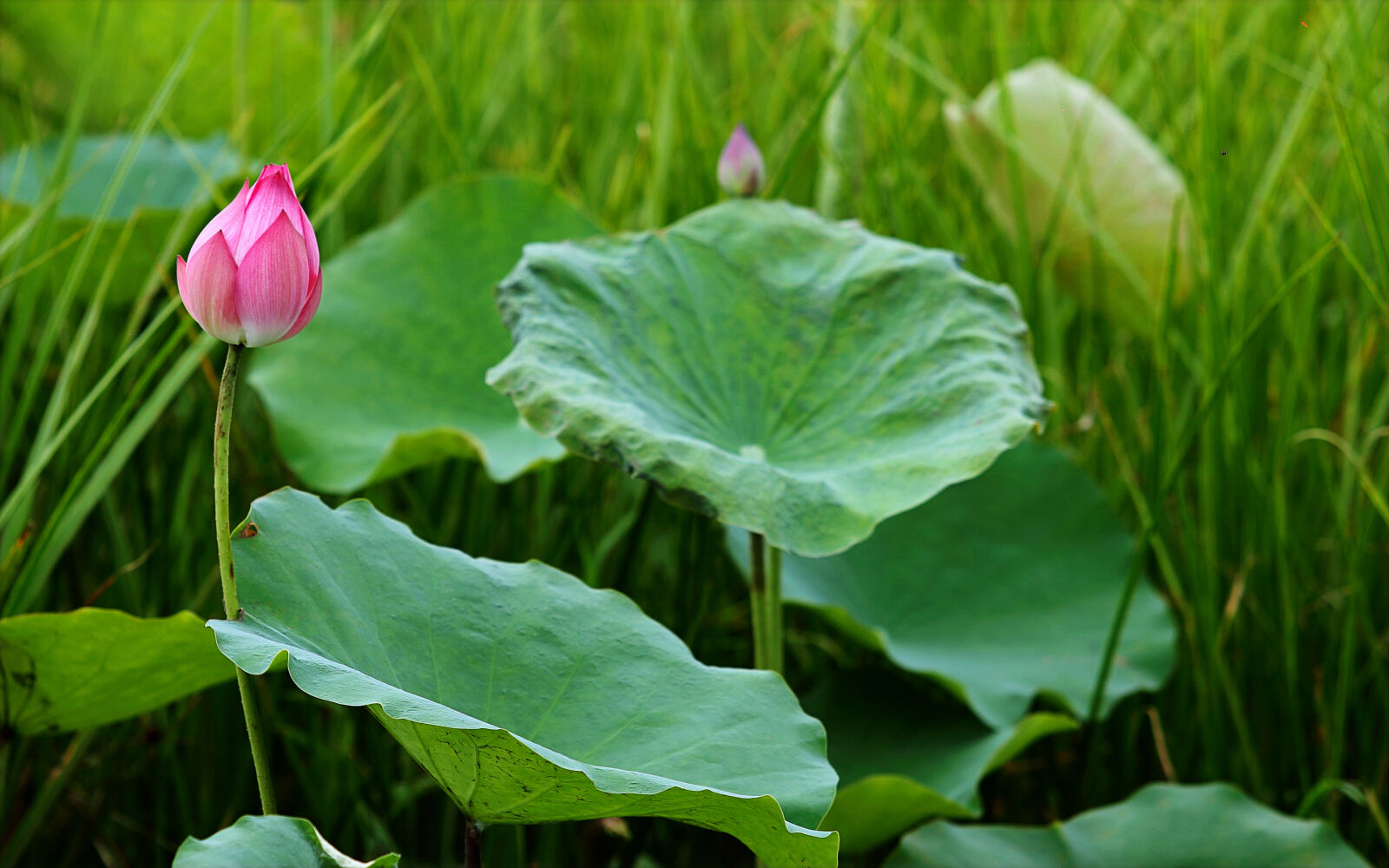 Canon EF 70-200mm F2.8L USM sample photo