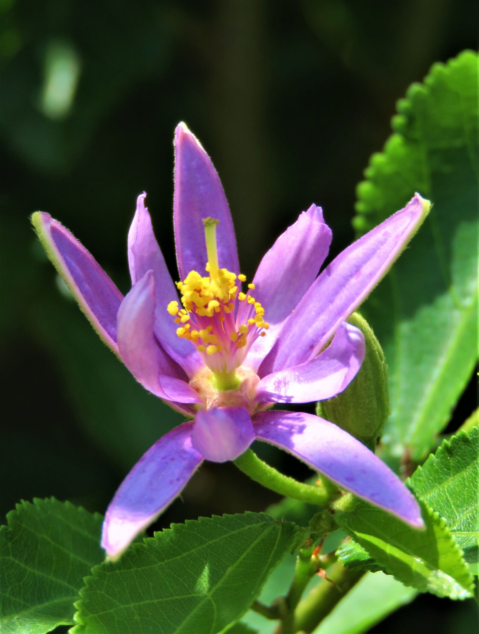 Canon PowerShot SX60 HS sample photo. Flower, flora, garden photography