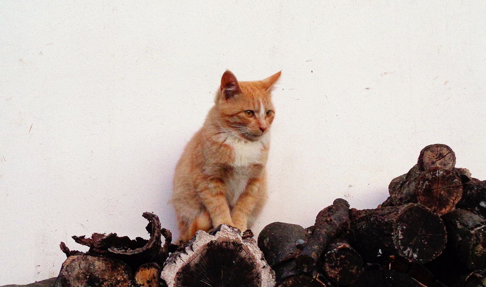 Sony Cyber-shot DSC-W830 sample photo. Cat, firewood, wood photography