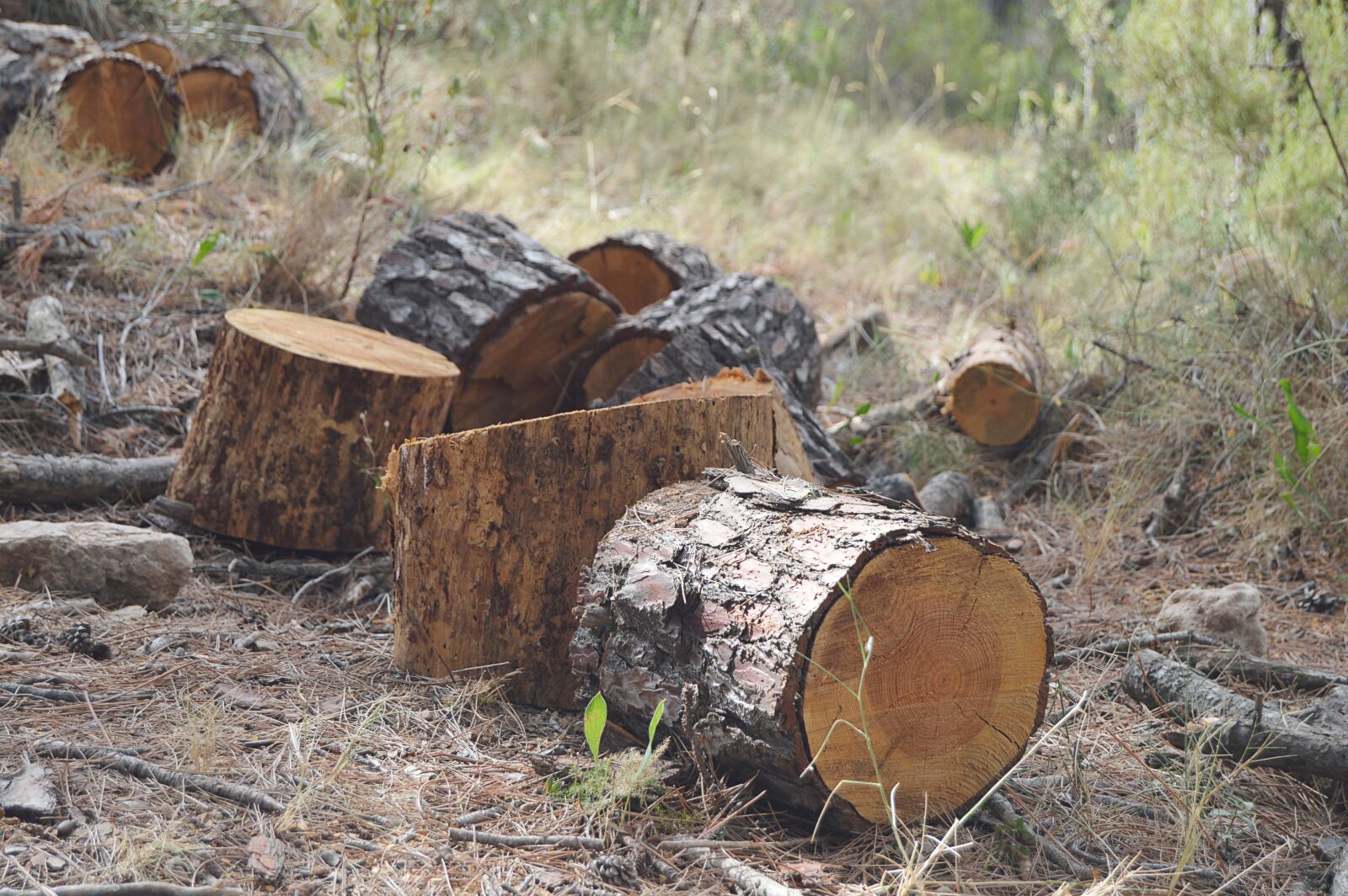 Nikon D3200 sample photo. Trunks, wood, pine photography