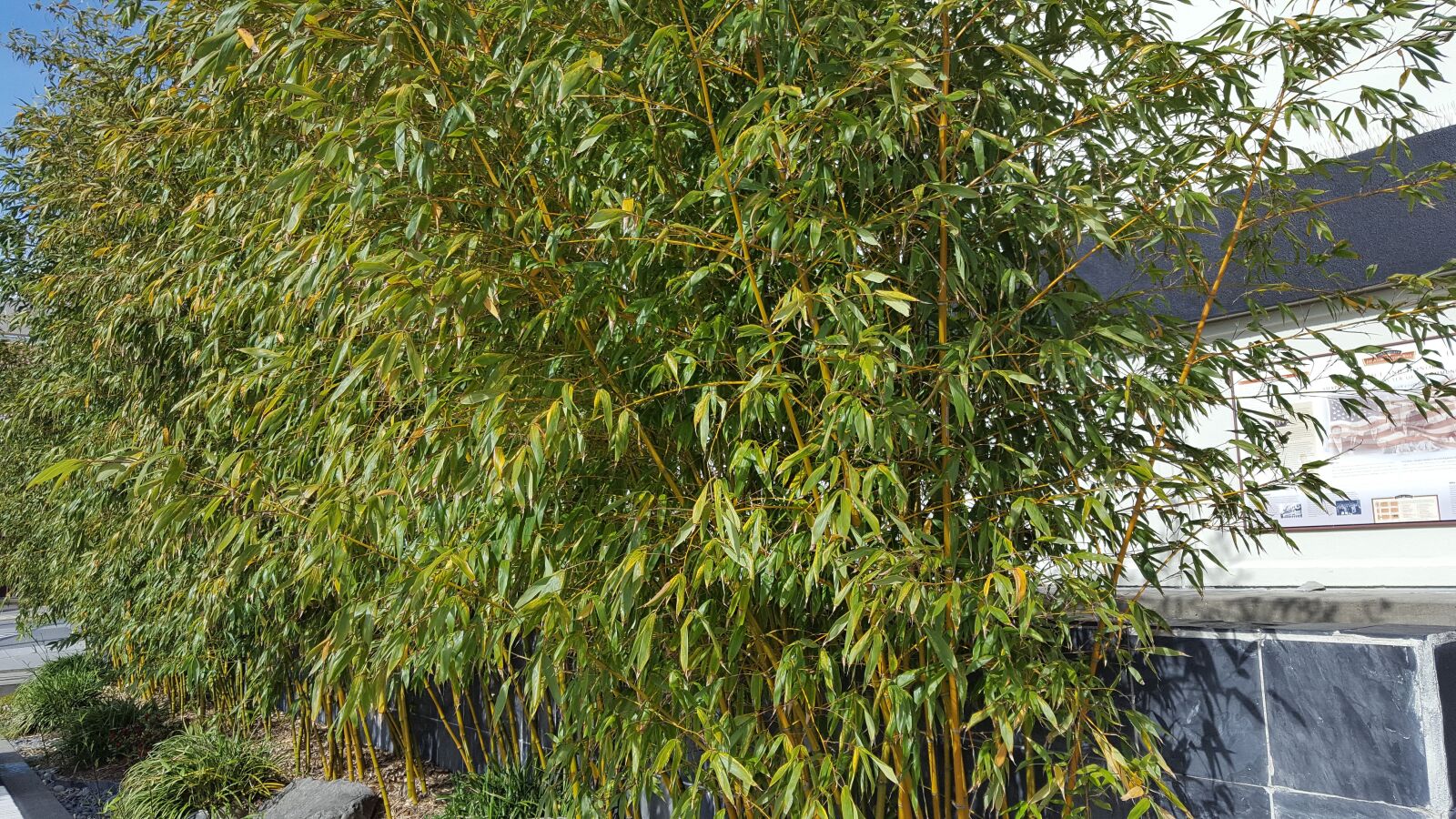 Samsung Galaxy S6 sample photo. Bamboo, background, decoration photography