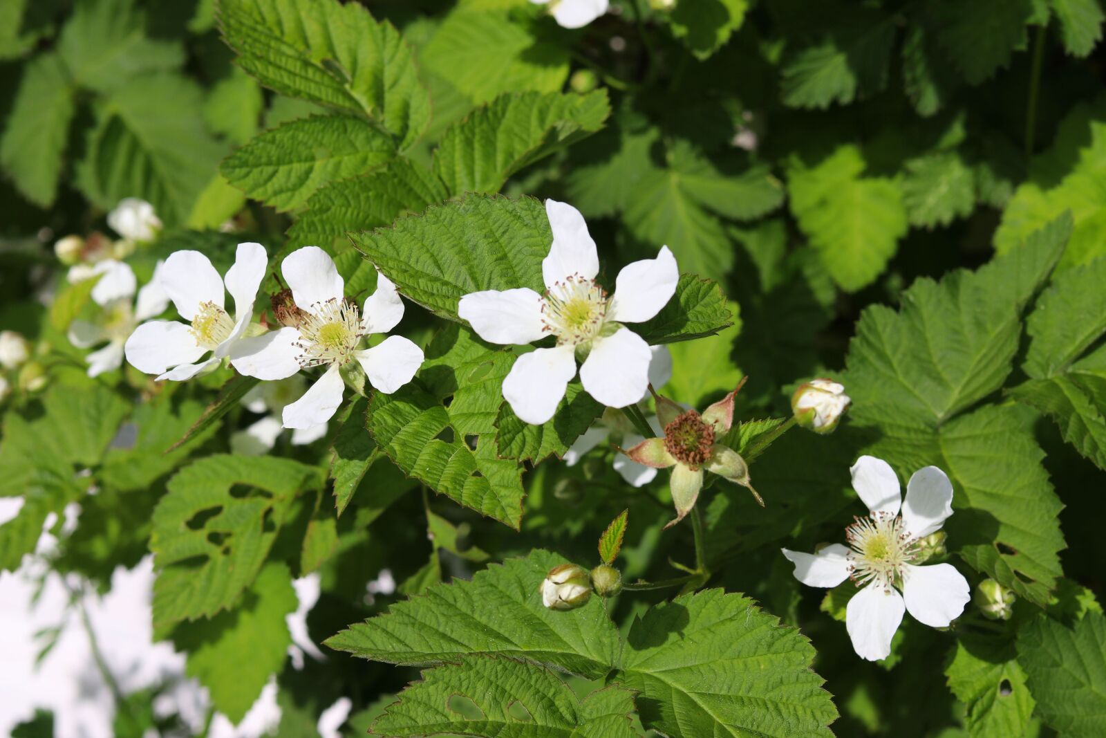 Canon EF 50mm F1.8 STM sample photo. Boysenberry, flower, white photography