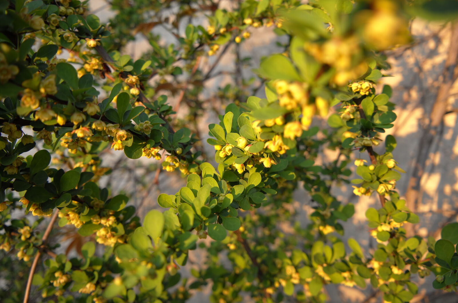 Leica T (Typ 701) sample photo. Springtime for sunset photography