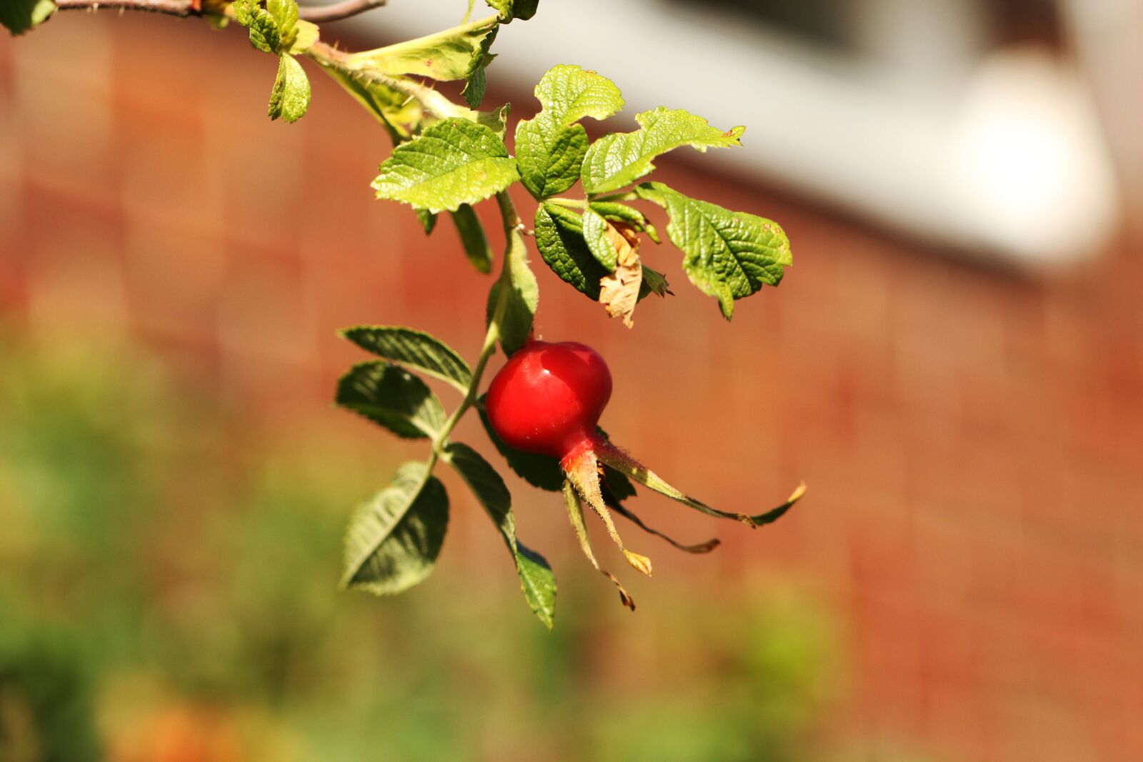 Canon EOS 7D Mark II sample photo. Rose hip, fruit, nature photography