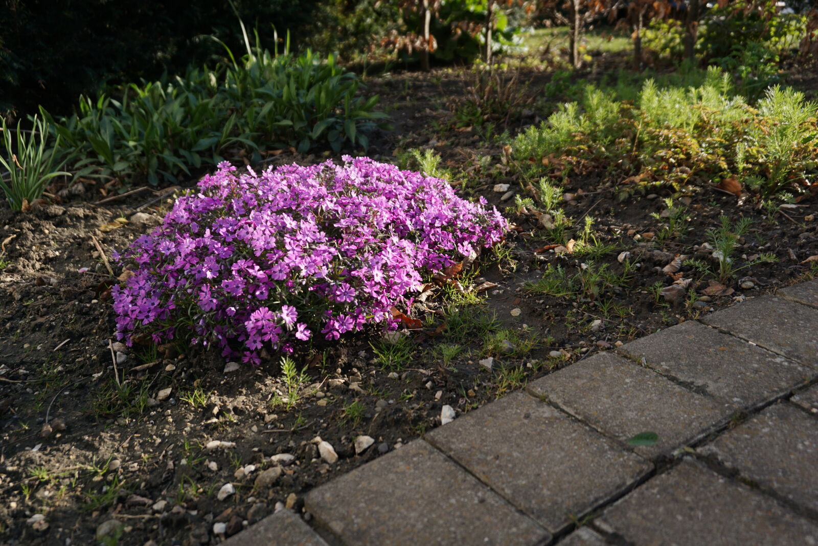 Sony a6000 + Sony E 16-50mm F3.5-5.6 PZ OSS sample photo. Evening, evening, sun, flower photography