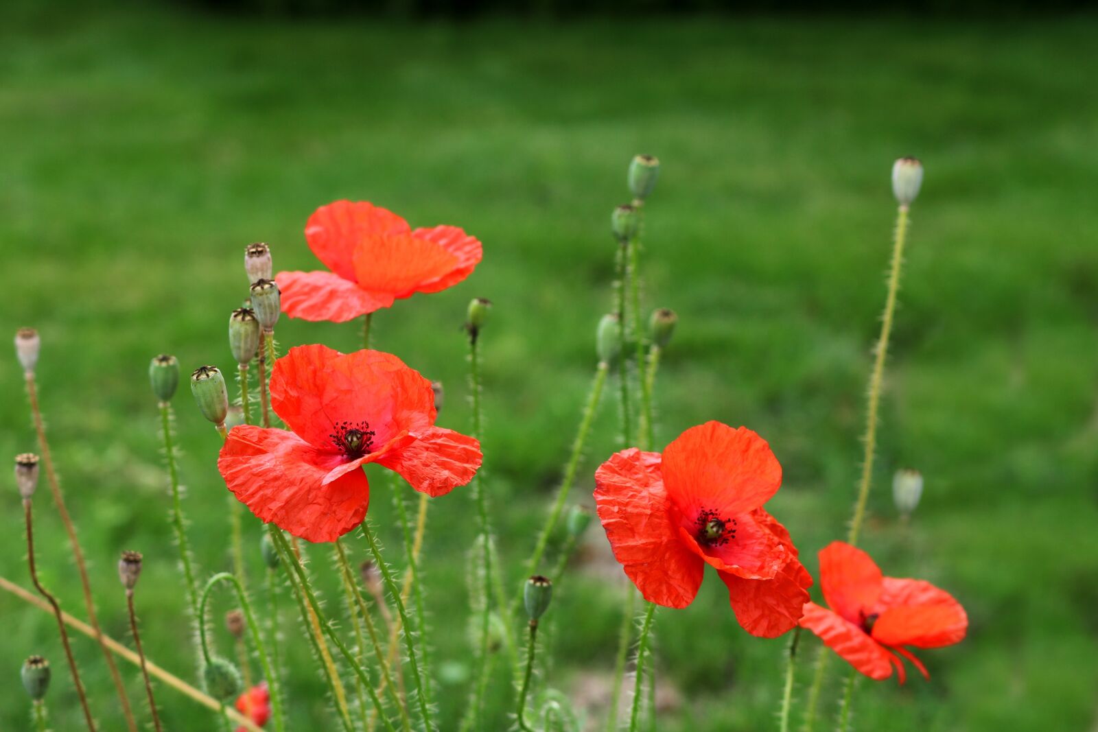 Canon EOS 750D (EOS Rebel T6i / EOS Kiss X8i) sample photo. Poppy, poppy flower, klatschmohn photography