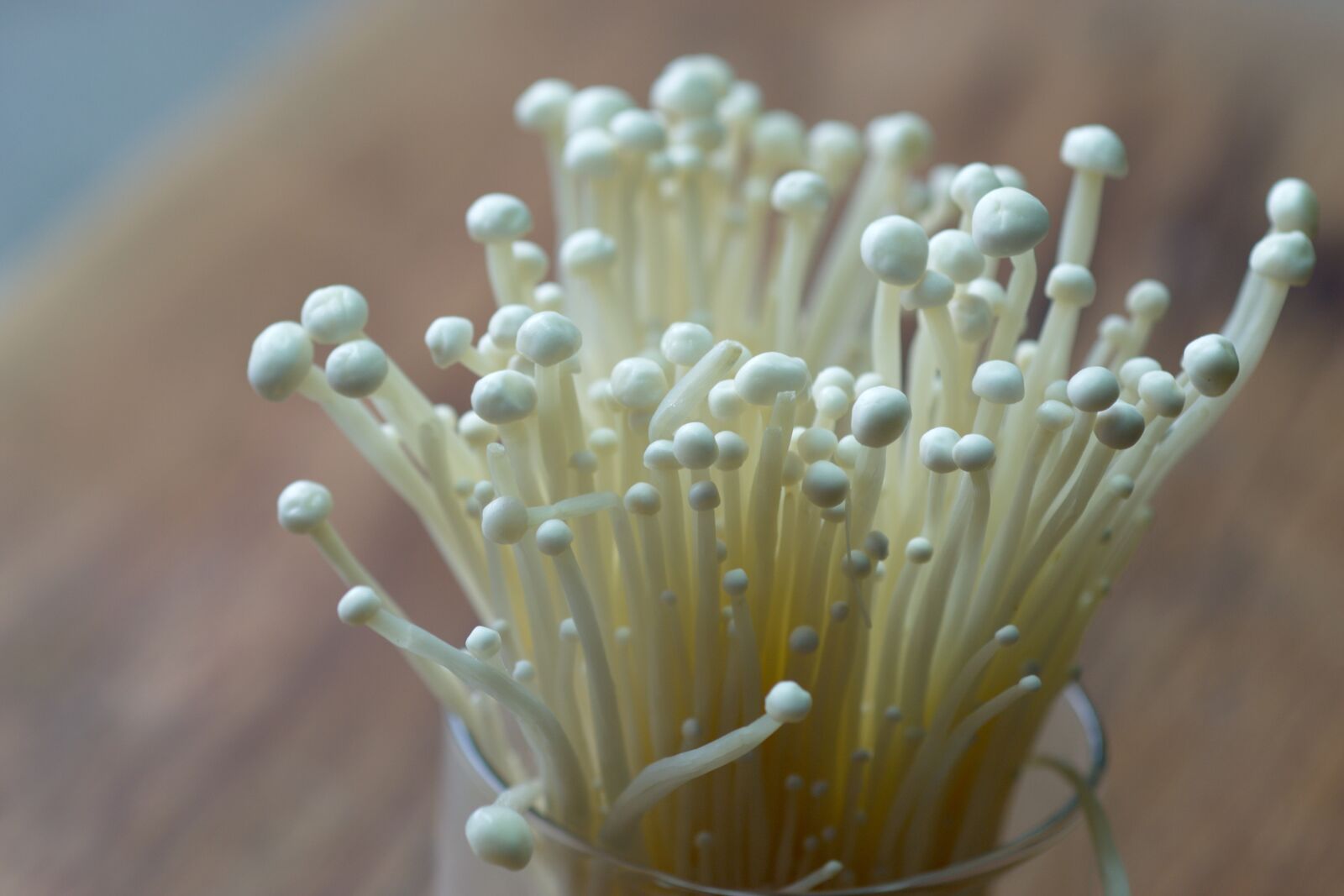Nikon D3100 sample photo. Mushroom, food, health photography