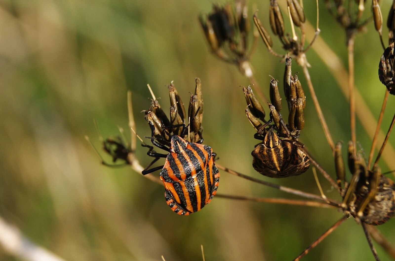 Sony Alpha DSLR-A390 sample photo. Insect, worm, nature photography