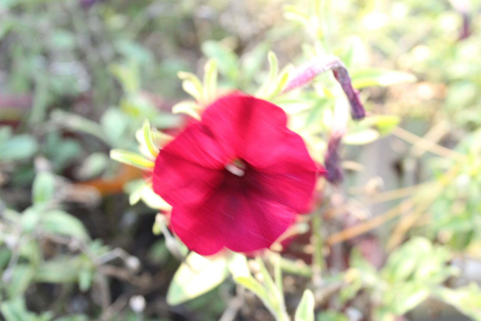 Canon EOS 1300D (EOS Rebel T6 / EOS Kiss X80) sample photo. Autumn, last flower, petunia photography