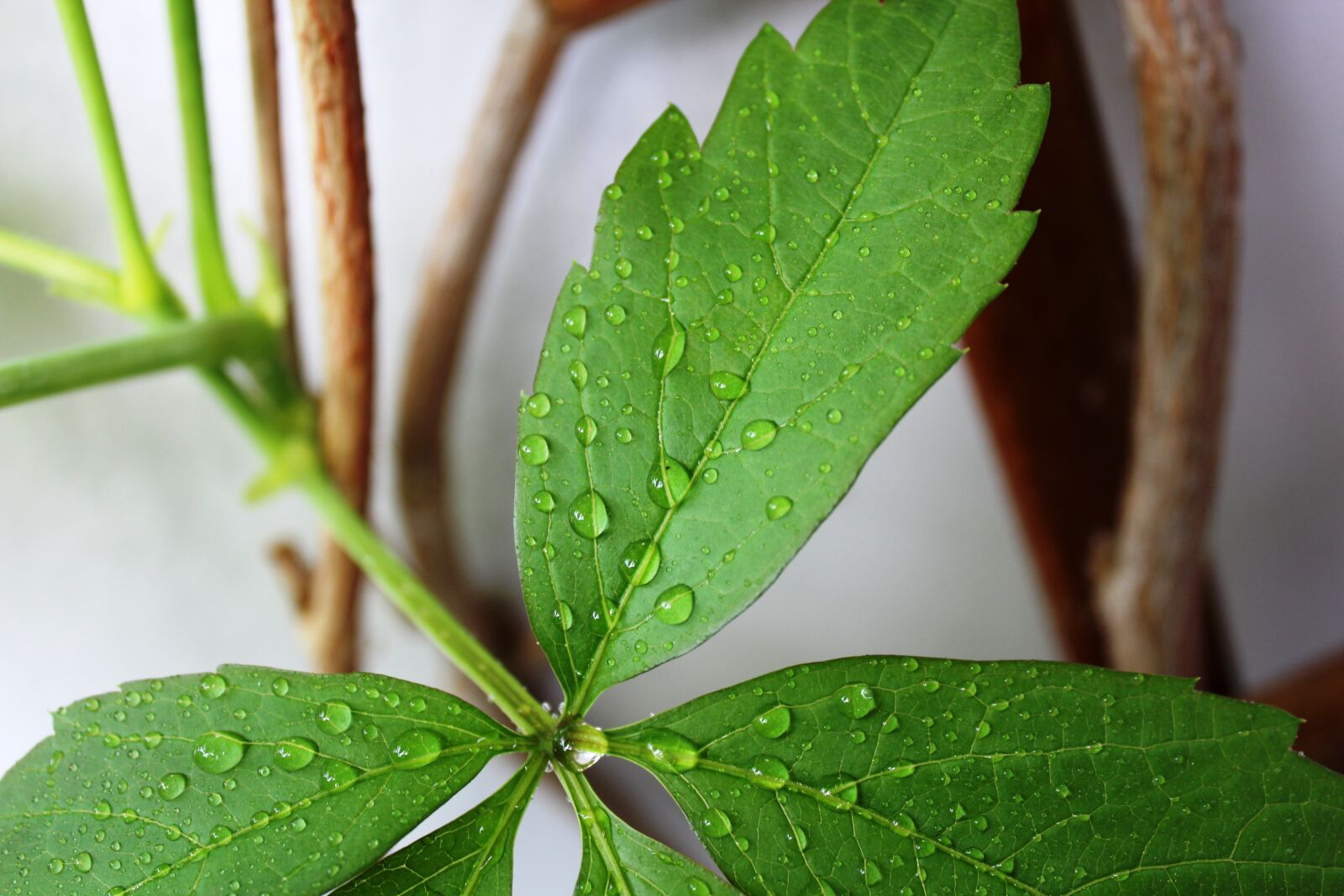 Canon EOS 1300D (EOS Rebel T6 / EOS Kiss X80) sample photo. Leaf, drip, drop of photography