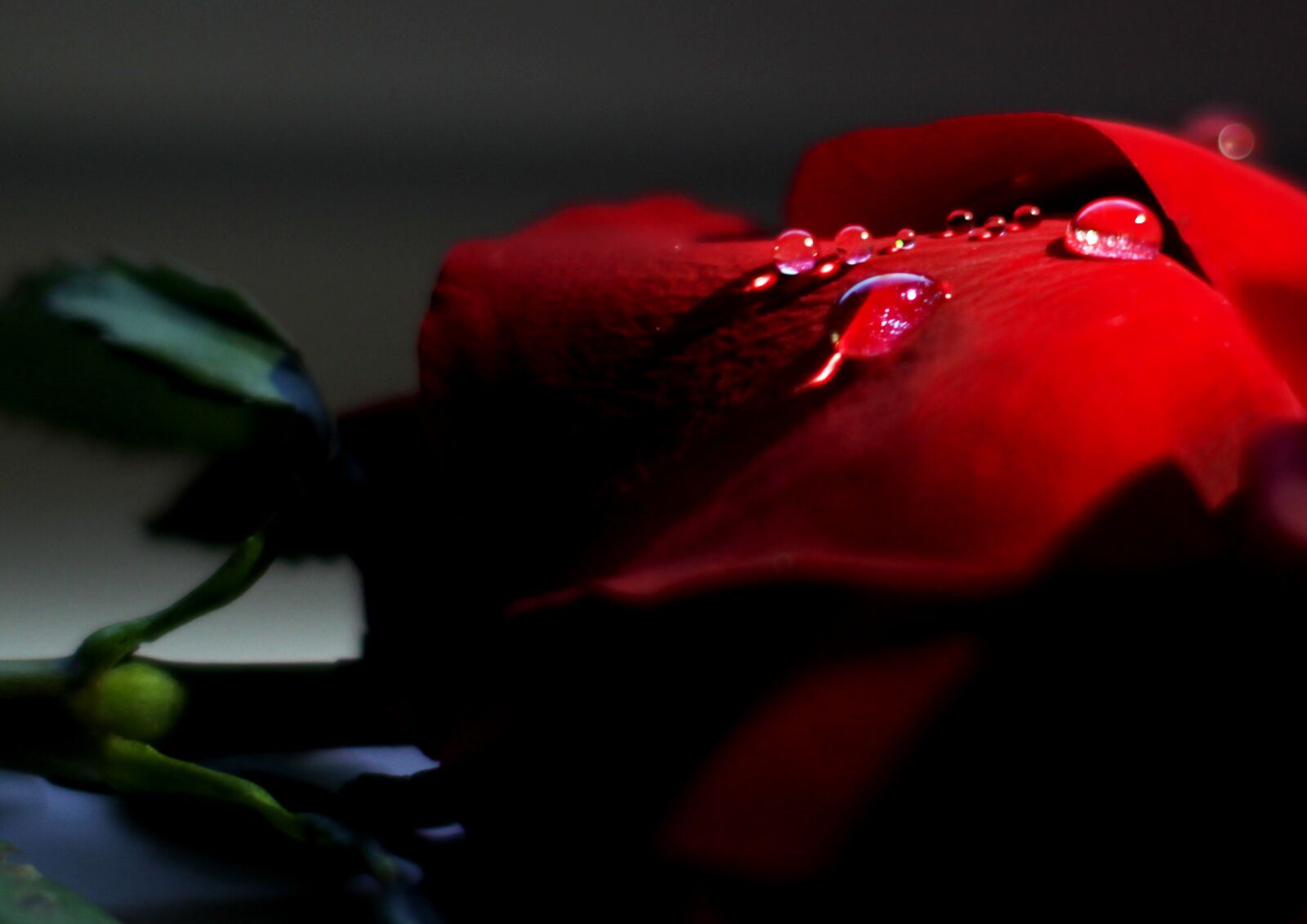 Canon EOS 1200D (EOS Rebel T5 / EOS Kiss X70 / EOS Hi) sample photo. Drops, rose, scarlet photography
