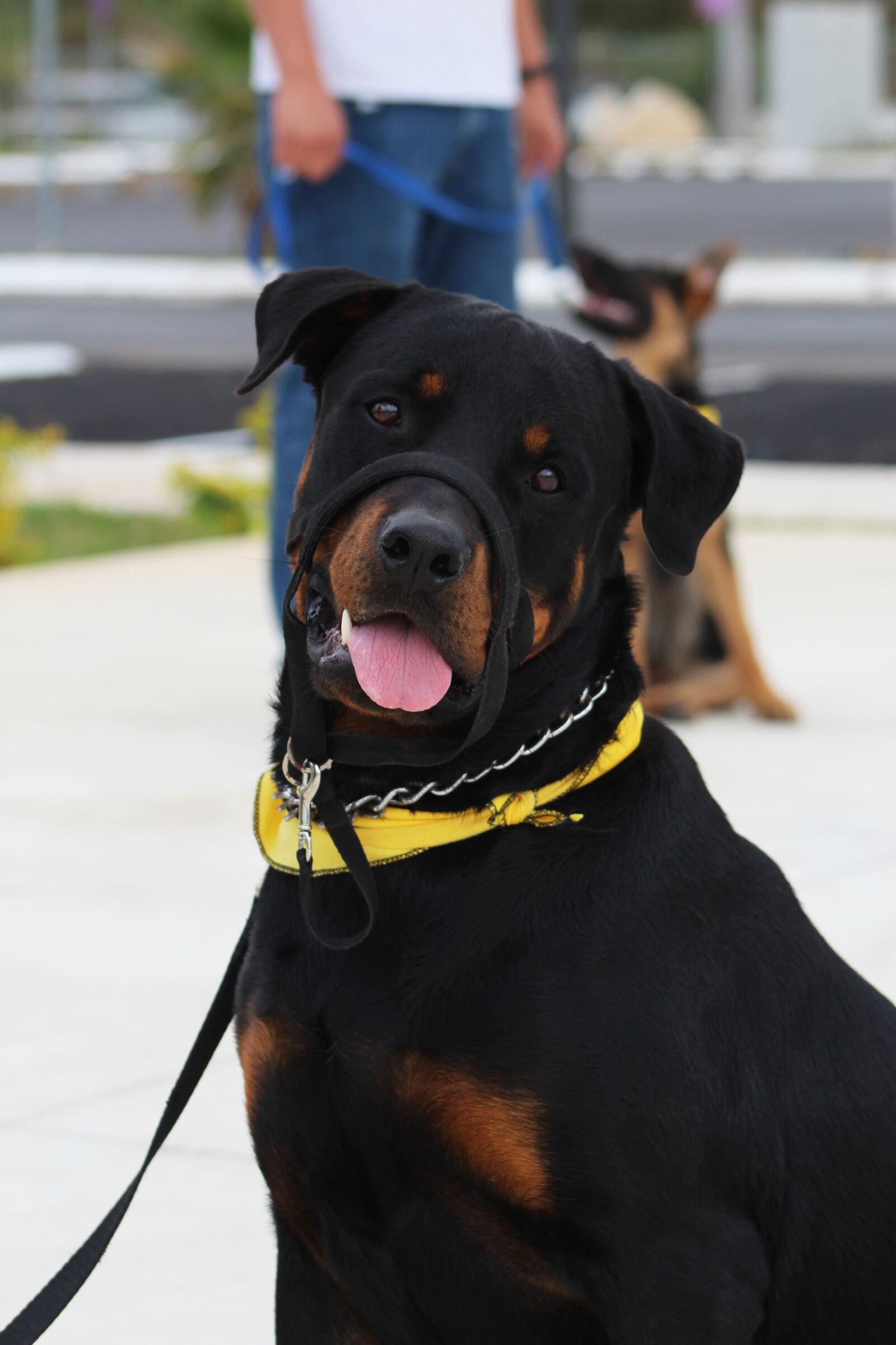 Canon EF75-300mm f/4-5.6 sample photo. Rottweiler, dog training, good photography