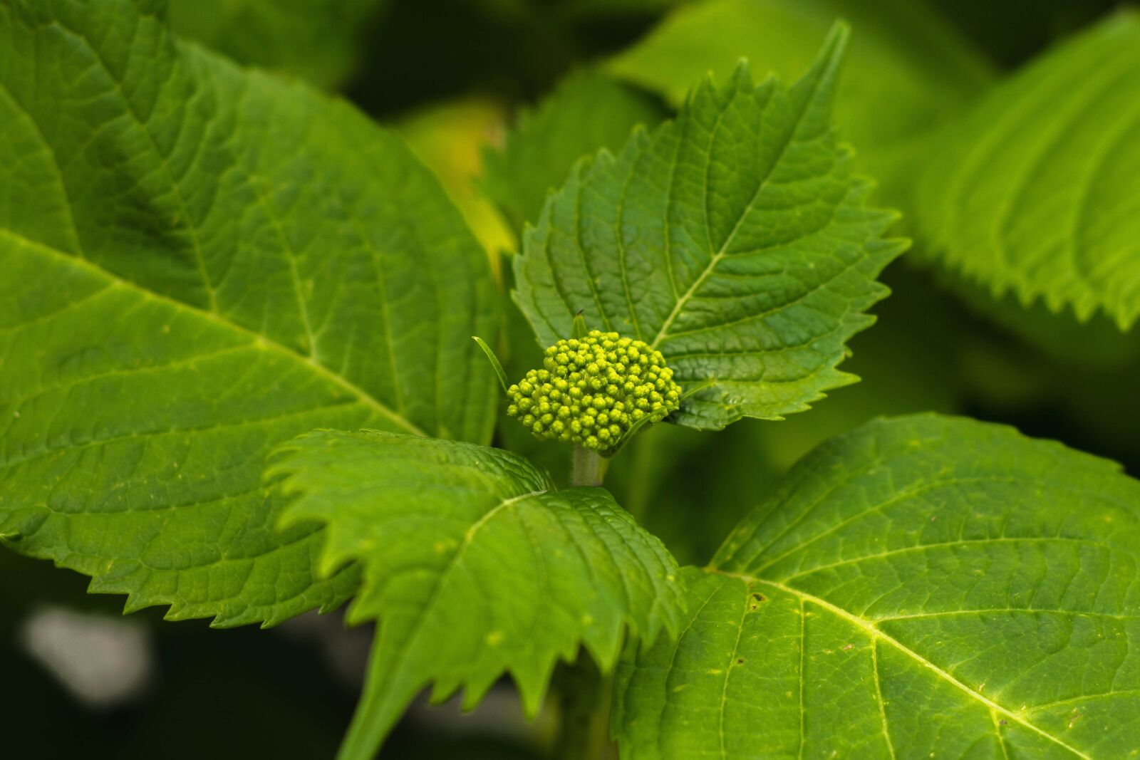 Nikon D5200 sample photo. Green leaf, nature, flora photography