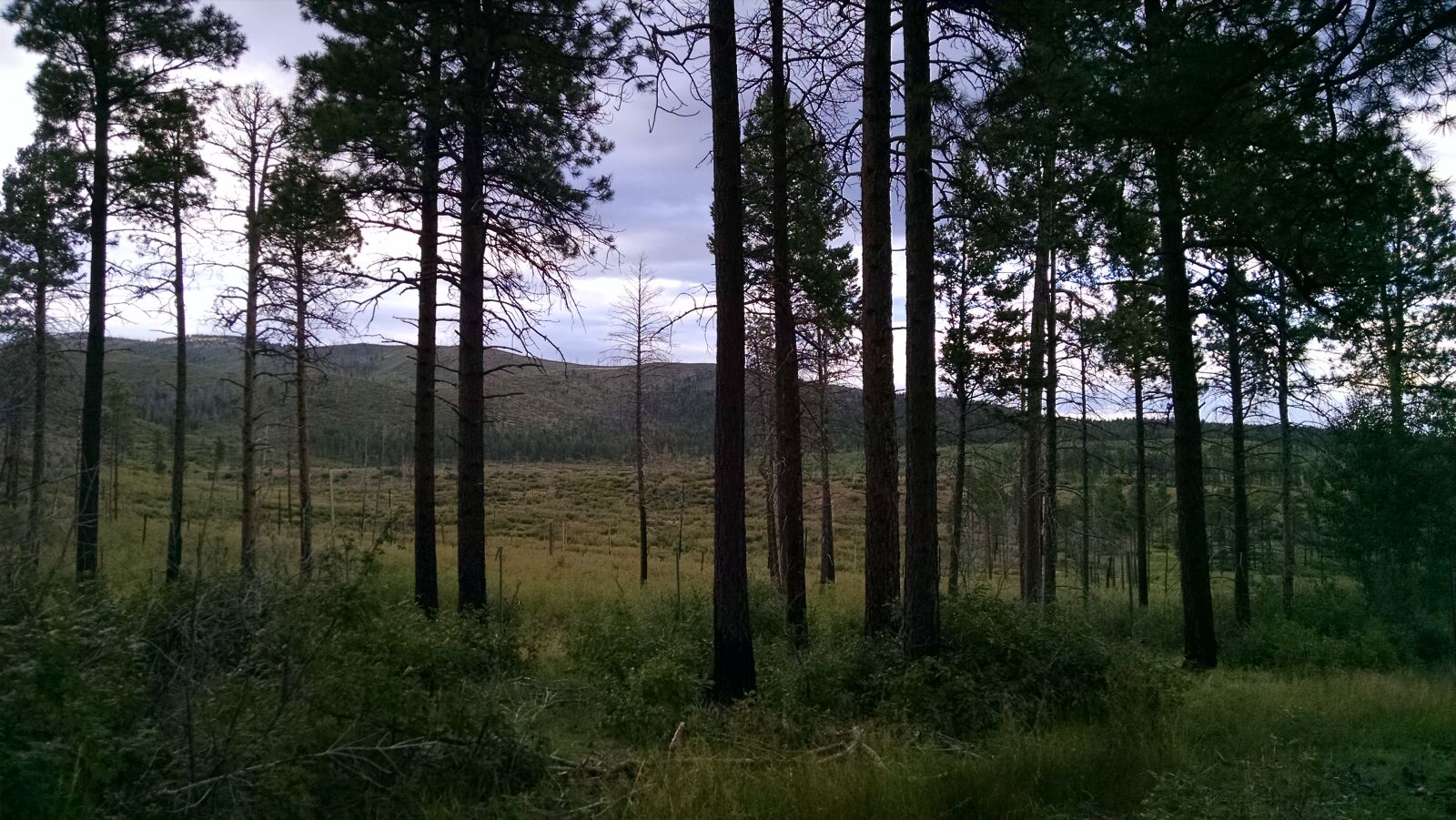 Motorola XT1080 sample photo