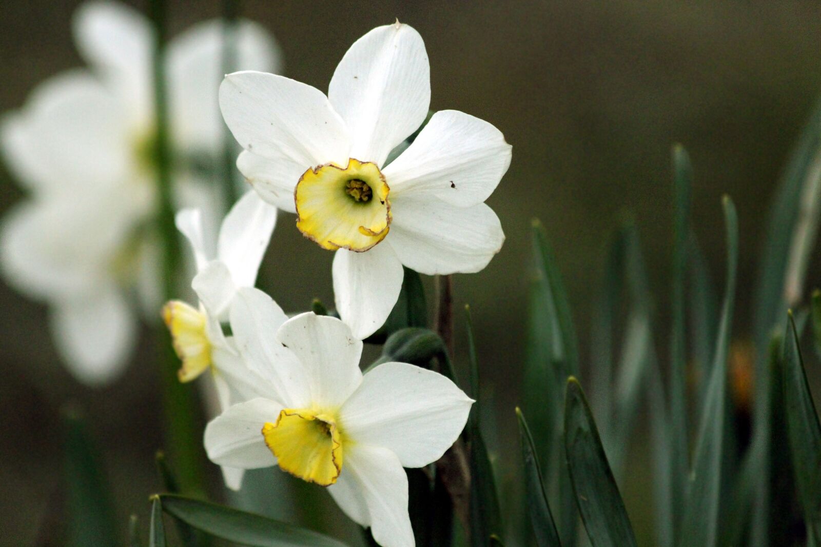 Canon EF 70-300mm F4-5.6 IS USM sample photo. Daffodils, flowers, narcissus photography