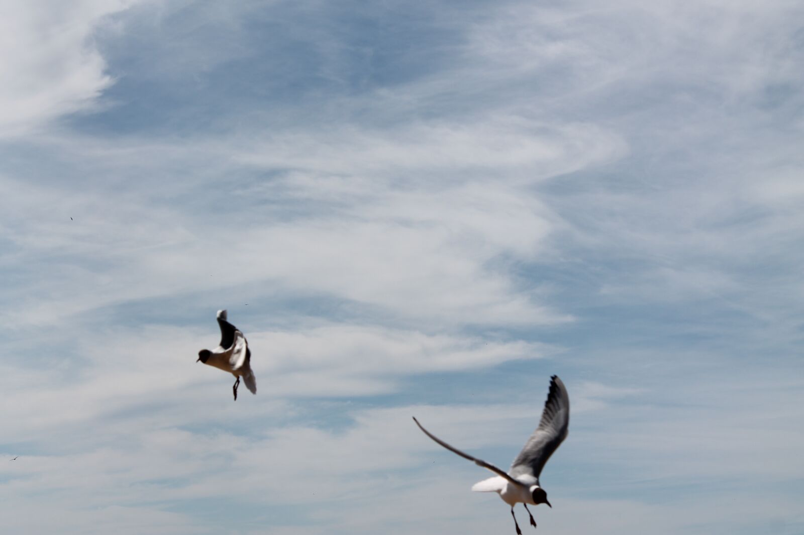 Canon EOS 1100D (EOS Rebel T3 / EOS Kiss X50) sample photo. Sky, open space, seagull photography