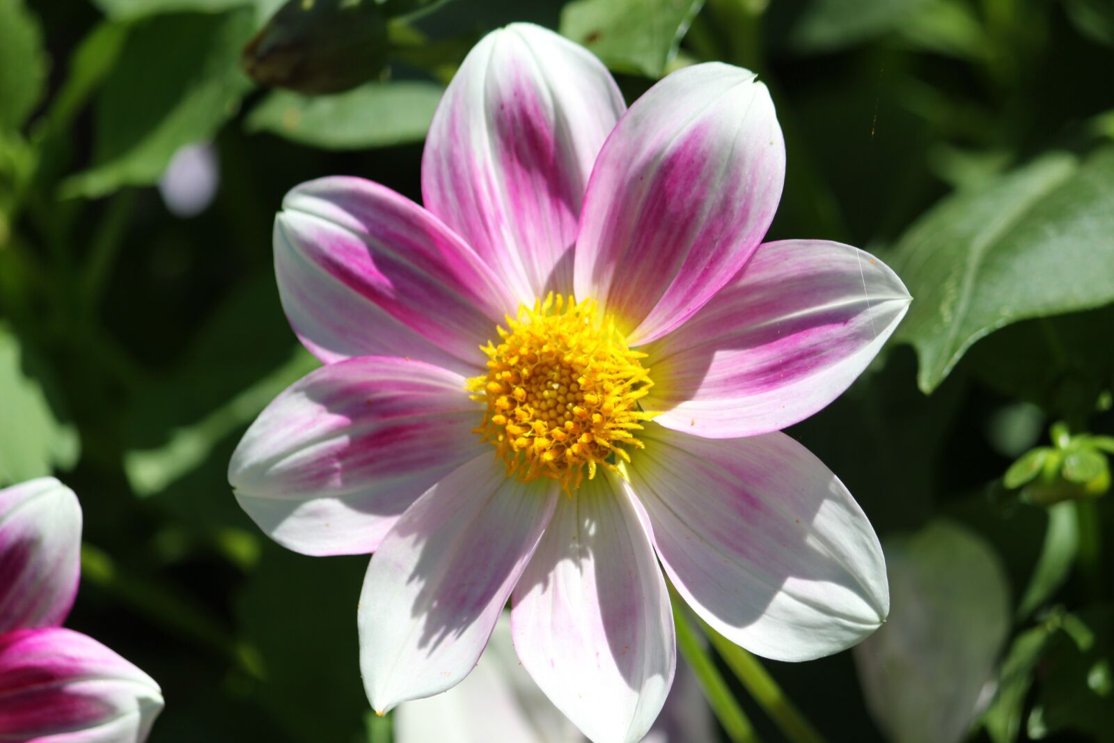 Canon EOS 50D sample photo. Flower, pink, color pink photography