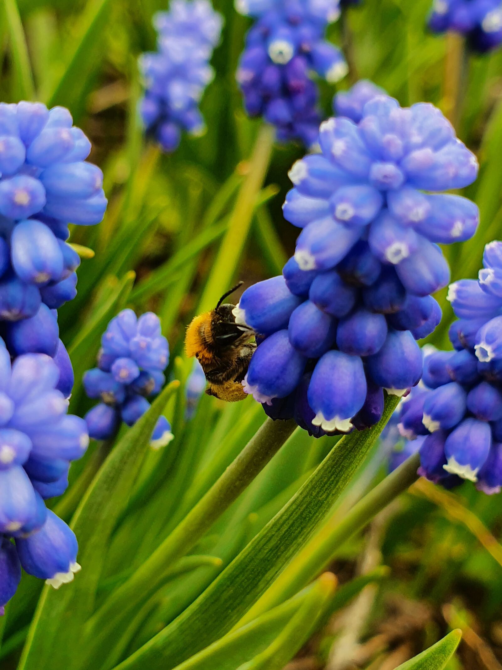 Samsung Galaxy S10 sample photo. Bumblebee, bee, flower photography