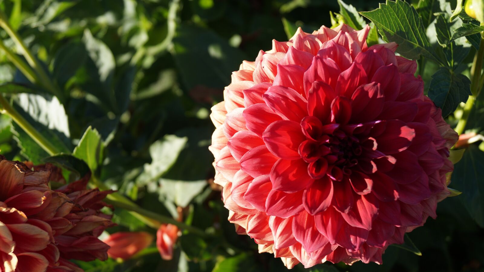 Sony DT 18-55mm F3.5-5.6 SAM II sample photo. Flower, nature, spring photography