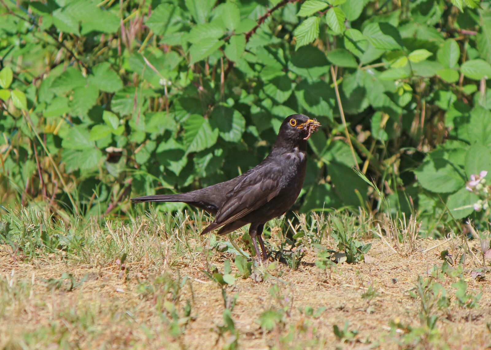 Canon EOS 600D (Rebel EOS T3i / EOS Kiss X5) sample photo. Blackbird, bird, nature photography
