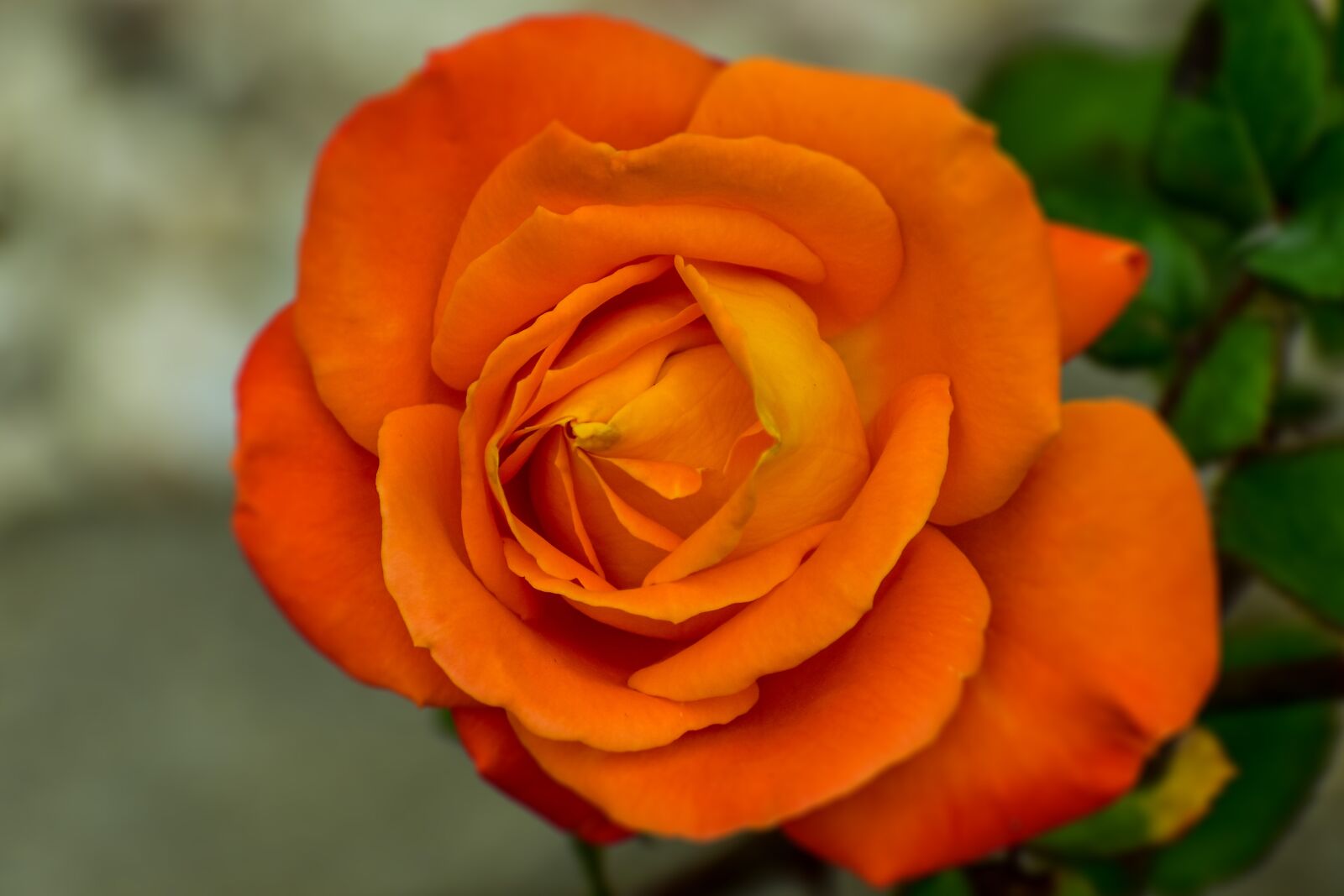 Nikon D3400 sample photo. Pink orange, flower, romantic photography