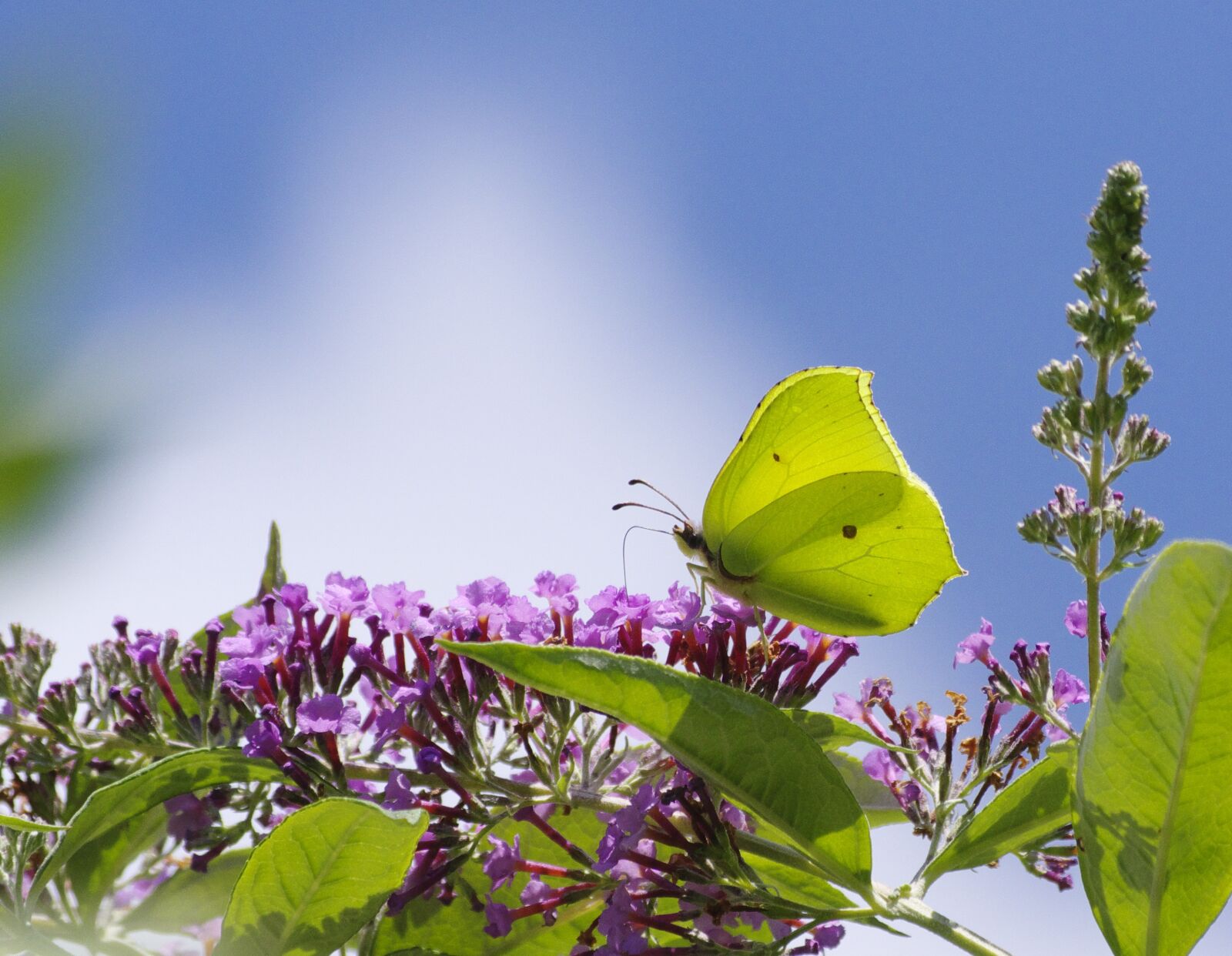 Pentax K-70 sample photo. Gonepteryx rhamni, butterfly, insect photography