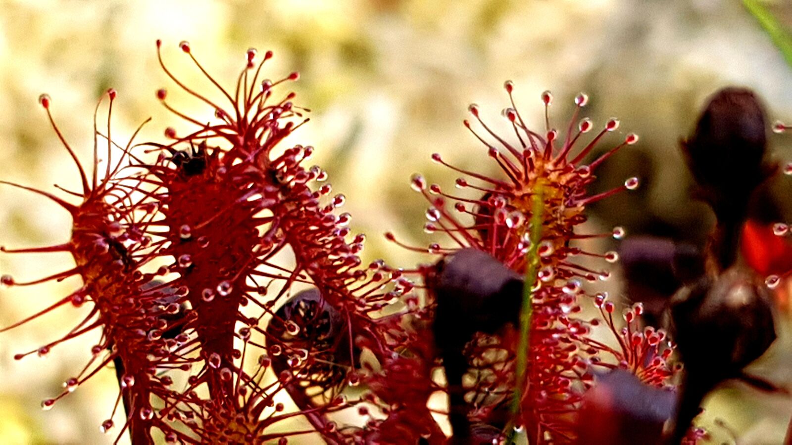 Samsung Galaxy S7 Edge sample photo. Sundew, macro, plant photography