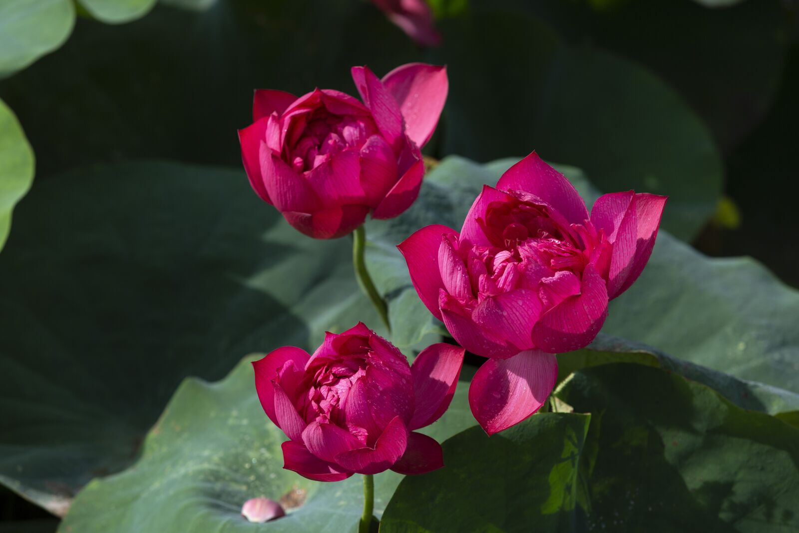 Canon EF 70-200mm F2.8L USM sample photo. Hanoi, lotus, viet photography