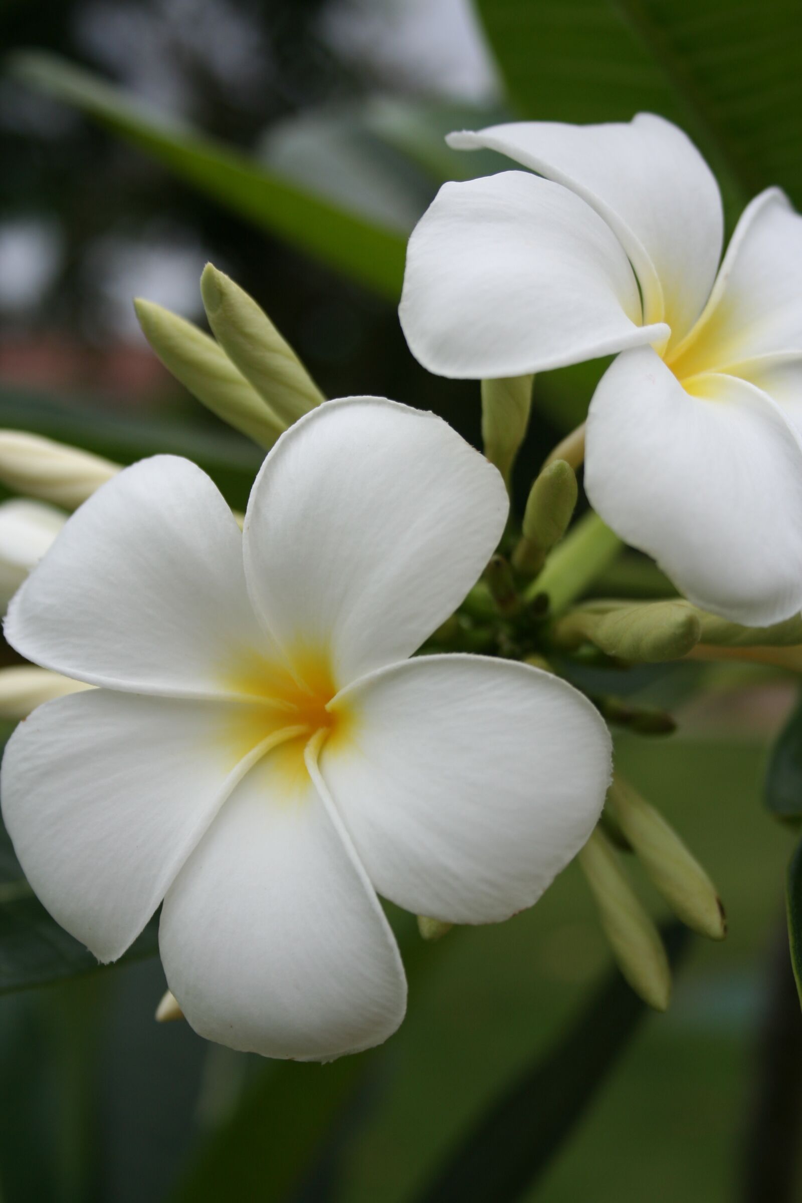 Canon EOS 350D (EOS Digital Rebel XT / EOS Kiss Digital N) sample photo. Flower, white, frangipani photography