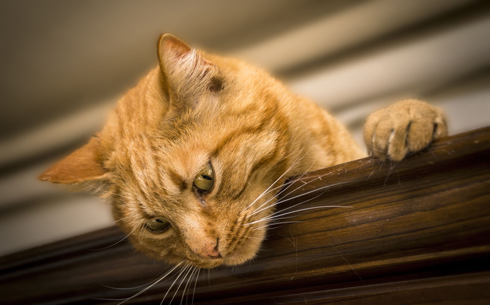 Nikon D7200 sample photo. Cat, feline, animal photography