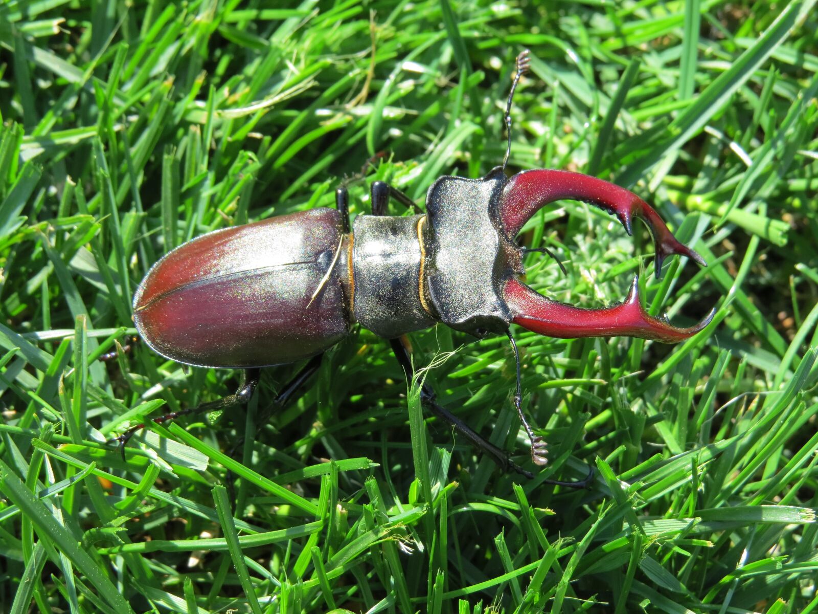 Canon PowerShot SX50 HS sample photo. Stag beetle, insect, meadow photography