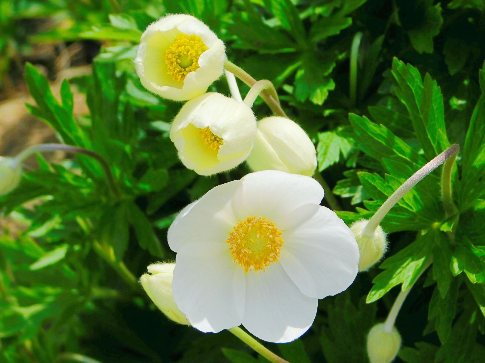 Nikon Coolpix B500 sample photo. Anemone, plant, flowers photography