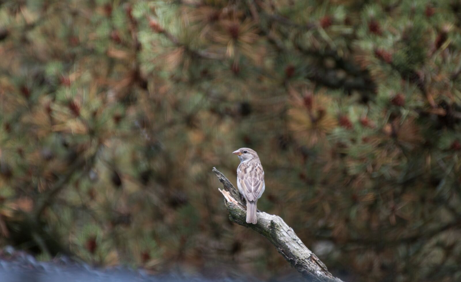 Canon EOS 70D sample photo. Sparrow, nature, close up photography